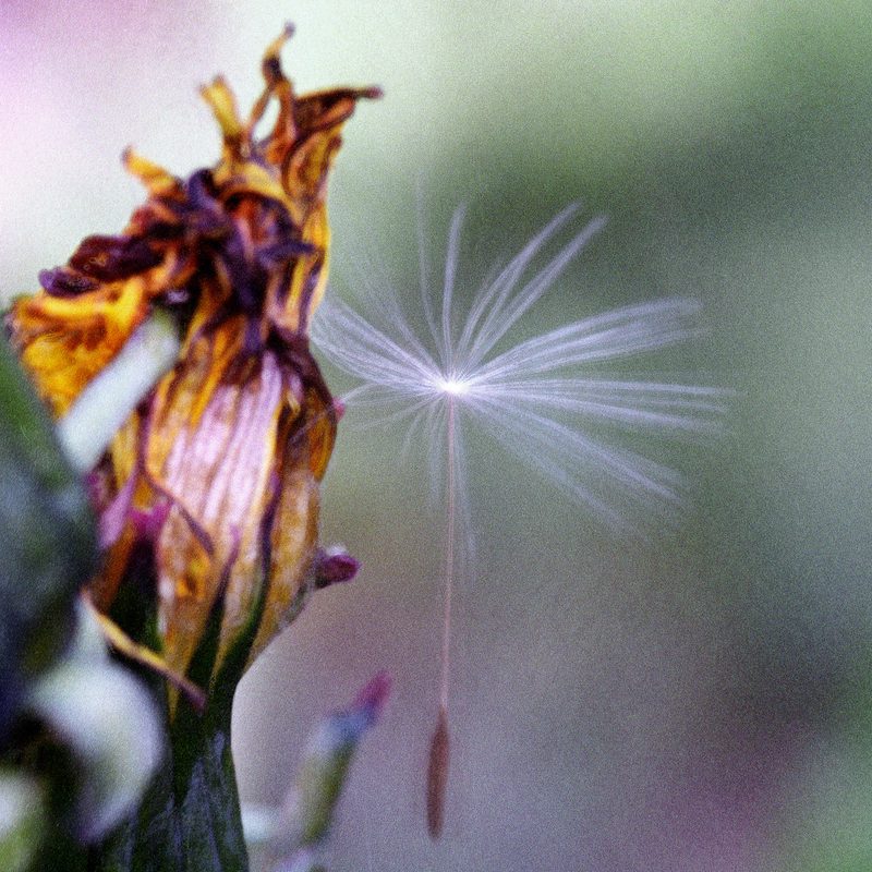 Seeds and Known