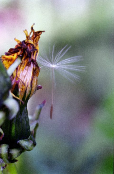 Seeds and Known